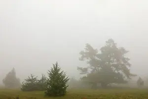 Coniferales Prints: Juniper heath in the mist, juniper