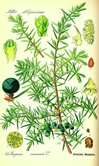Alternative Therapy Prints: Juniper (Juniperus communis) et juniper-berries