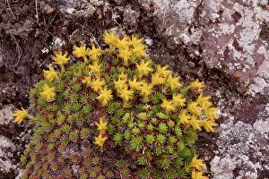 Rocks Prints: Juniper-leaved Saxifrage (Saxifraga juniperifolia) flowering