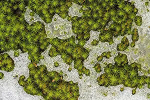 Delicate Prints: Juniper Moss (Polytrichum juniperinum) and melting snow