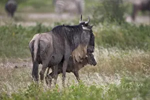 East Africa Prints: Just-born blue wildebeest (brindled gnu) (Connochaetes taurinus) standing by its mother