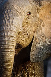 Elephant Calf Prints: Juvenile African elephant (Loxodonta africana) at dusk on the banks of the Luangwa River