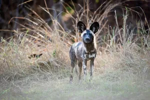Canidae Prints: Juvenile African Wild Dog (Lycaon pictus) standing on the banks of the Luangwa River