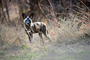 Canidae Prints: Juvenile African Wild Dog (Lycaon pictus) standing on the banks of the Luangwa River