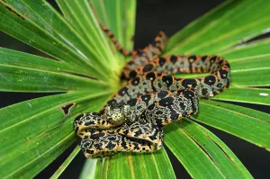 Animal Scale Prints: Juvenile Amazon Tree Boa (Corallus hortulanus) on a leaf