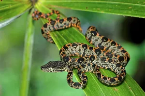 Animal Scale Prints: Juvenile Amazon Tree Boa (Corallus hortulanus) on a leaf