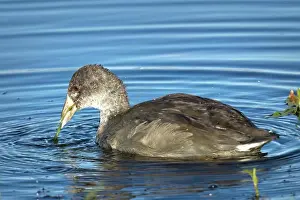 Birdwatching Prints: A juvenile American coot swims in the water looking for food in the Saltese Flats near Liberty Lake