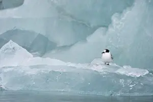 Norway Prints: A juvenile Arctic tern (Sterna paradisaea) sitting on ice at the Samarinbreen
