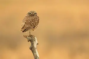 Prey Prints: Juvenile Burrowing Owls in Southern California in Their Wild Habitat