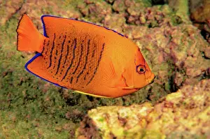 Striped Prints: Juvenile Clarion angelfish (Holacanthus clarionensis)