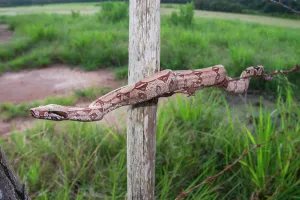 Superstock Prints: Juvenile Colombian Red-tailed Boa Constrictor (Boa constrictor constrictor) moving along a barbed wire fence