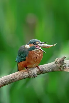 Animal Mouth Prints: Juvenile Common kingfisher (Alcedo atthis) swallowing a fish
