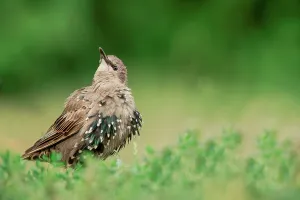 Juvenile Common starling (Sturnus vulgaris) changing plumage