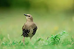 Juvenile Common starling (Sturnus vulgaris) changing plumage, Norfolk, England