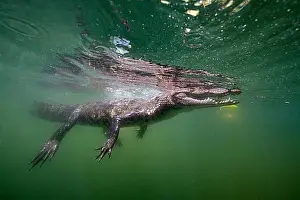 Yuvenile Prints: Juvenile crocodile, Crocodylus acutus, Florida, Everglades, USA, North America