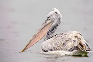 Vulnerability Prints: Juvenile Dalmatian Pelican (Pelecanus crispus) in a lake