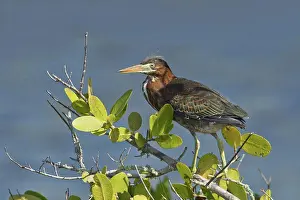 Perching Prints: Juvenile Green Heron (Butorides Virescens)