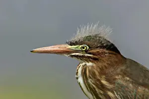 Profile Prints: Juvenile Green Heron (Butorides Virescens)