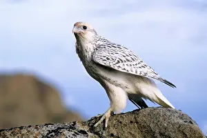 Prey Prints: Juvenile gyrfalcon Falco rusticolus, Ellesmere Island, Nunavaut, Arctic Canada