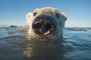 Carnivores Prints: Juvenile Polar bear (Ursus maritimus) in freezing water