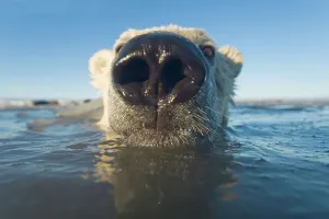 Carnivorous Prints: Juvenile Polar bear (Ursus maritimus) in freezing water