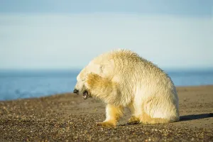 Carnivores Prints: Juvenile Polar bear (Ursus maritimus) rubbing its face