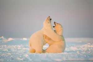 Pack Ice Prints: Two juvenile Polar bears (Ursus maritimus) playing on newly formed pack ice