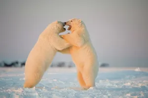 Pack Ice Prints: Two juvenile Polar bears (Ursus maritimus) playing on newly formed pack ice