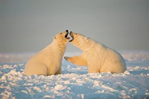 Pack Ice Prints: Two juvenile Polar bears (Ursus maritimus) playing on newly formed pack ice