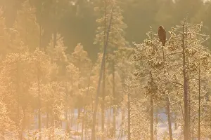 Chordate Prints: Juvenile White-tailed Eagle (Haliaeetus albicilla) perched on pine trees at the edge of a bog in spring