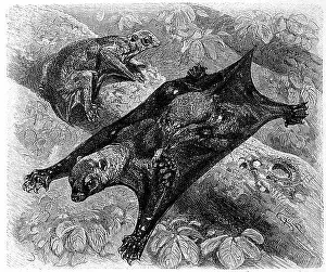 Drawn Prints: Kaguang, Galeopithecus volaus L