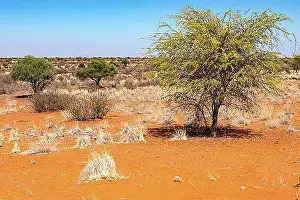 Drought Prints: Kalahari Anib Lodge, Gondwana Kalahari Park, Mariental, Namibia, Africa