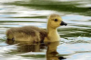 Ponds Prints: Kandagans chicks on the pond