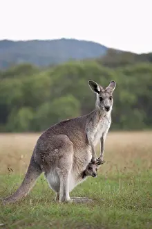 Female Animal Prints: A kangaroo with a baby in her pouch
