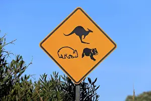 Highways Prints: Kangaroo, wombat and koala crossing road sign, Victoria, Australia, November