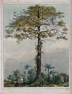 Cotton Prints: Kapok or silk cotton tree (Ceiba pentandra) growing by a village in Surinam