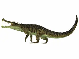 Giant Prints: Kaprosuchus is an extinct genus of crocodile from the Upper Cretaceous of Niger, Africa