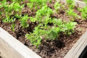 Produce Prints: Karottensprossen in der Erde. Ein Gemüsebeet mit jungen Karotten
