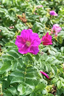 Variety Prints: Kartoffel-Rose, Kartoffelrose, Apfel-Rose