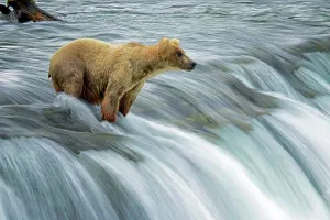 Animal Wildlife Prints: Katmai bear fishing