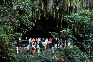 Kauai Prints: Kauai, Fern Grotto