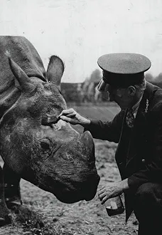 Rhino Prints: Keeping A Thick - Skinned Fellow Happy -- Mahon's morning toilet every day keeps him in a good temper - which is