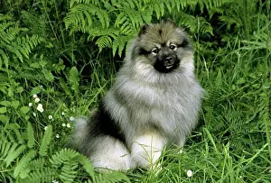 Animal Hair Prints: Keeshond dog sitting on grass