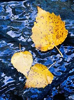 Natural Pattern Prints: Kenai birch leaves in autumn on seeping spring along cliff face
