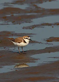 Marine Prints: Kentish Plover (Charadrius alexandrinus nihonensis) adult