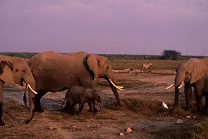 Herd Prints: KENYA, AMBOSELI NATIONAL PARK, ELEPHANT COW WITH BABY