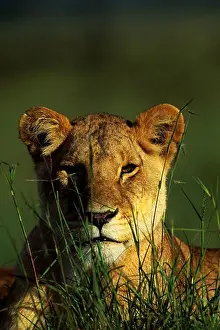 Kenya Prints: KENYA, MASAI MARA, LIONESS