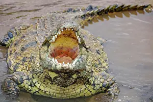 Carnivorous Prints: Kenya, Masai Mara, Narok County