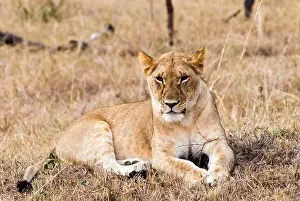 Female Animal Prints: Kenya, Masai Mara National Reserve, Close-up of Female lion (Panthera leo)