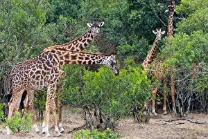 Kenya Prints: Kenya, Masai Mara National Reserve, Giraffe (Giraffa camelopardalis) eating trees